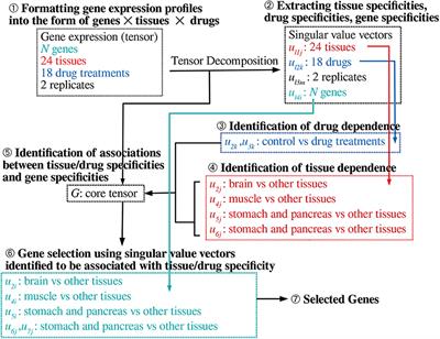 Universal Nature of Drug Treatment Responses in Drug-Tissue-Wide Model-Animal Experiments Using Tensor Decomposition-Based Unsupervised Feature Extraction